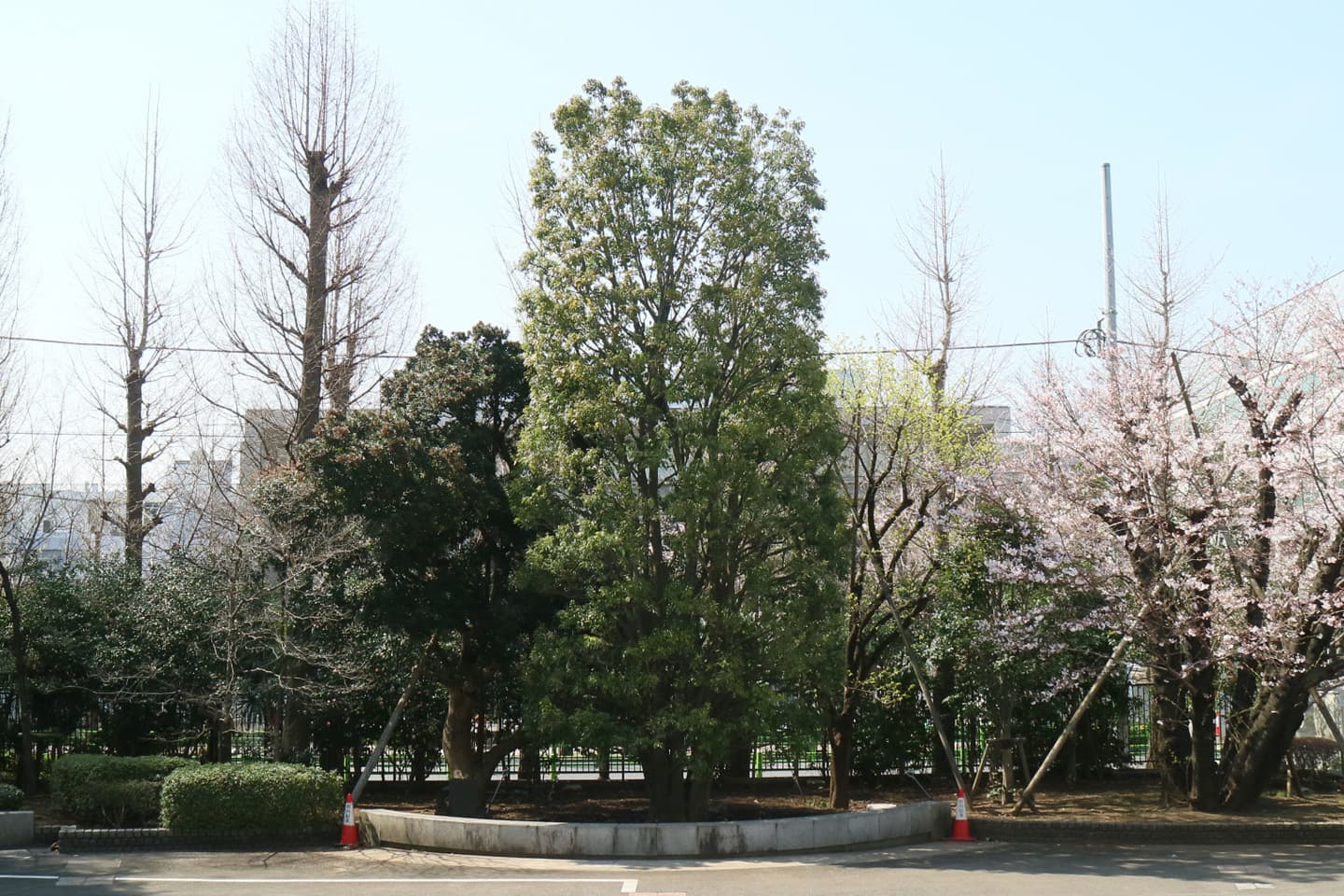 東京都市大学世田谷キャンパス　シンボルツリー植栽工事